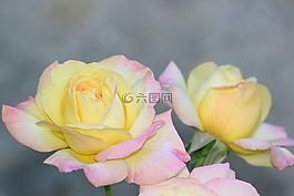 粉色,花束,花園