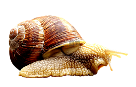 蝸牛,動物,首頁