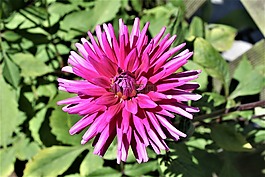 紫色,花,紫色花