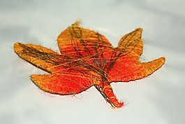 葉子,秋季,金色的秋天