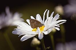 蝴蝶,烟囱扫描,aphantopus hyperantus