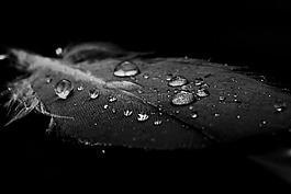 水,羽毛