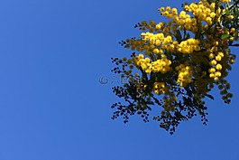 花,天空,鮮花