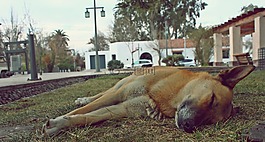 狗,午休,睡眠