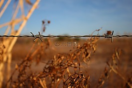電線,鐵絲網(wǎng),字段