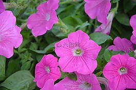 鮮花,矮牽牛,粉紅色的花朵
