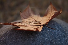 葉,秋,干葉