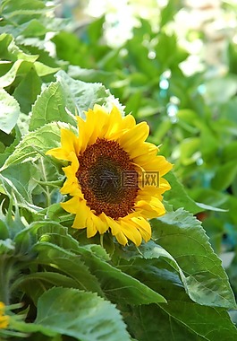 向日葵,植物,黃色