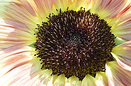 花,開花,廠