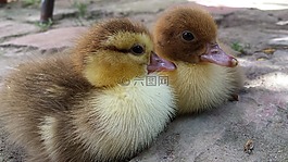 小鴨,小小鴨,村