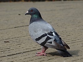 鴿子,鳥(niǎo),動(dòng)物