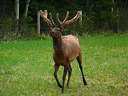 埃爾克,野生動物,野生