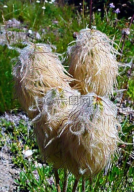 野花,草甸,高山