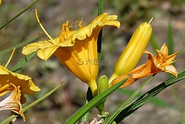 黃花菜,鮮花,開(kāi)花