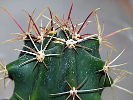 仙人掌,多汁,植物