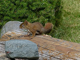 松鼠,sciuridaeanimal,地面松鼠