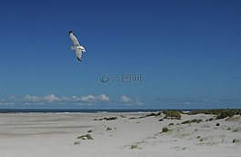 海鷗,海灘,天空