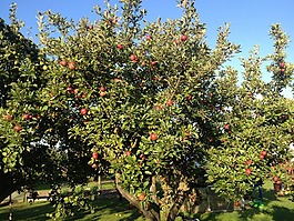 蘋(píng)果,蘋(píng)果樹(shù),紅色