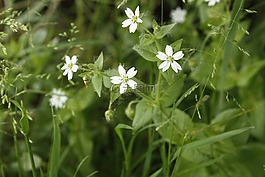 花,白花,野花