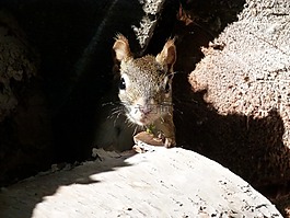 松鼠,sciuridaeanimal,地面松鼠