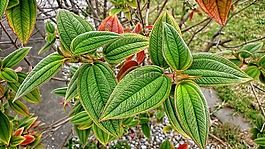 葉,自然,植物區(qū)系