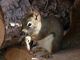 松鼠,sciuridaeanimal,地面松鼠