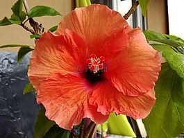 芙蓉,花,紅色