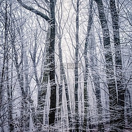 冬天,雪,木