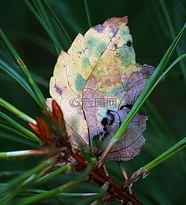 葉,秋,秋天