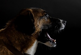 狗,腳,牙