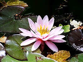 粉紅色,葉子,景觀