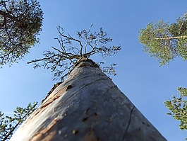 老松,樹,線