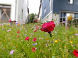 開花,花,草地