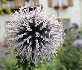 花,開花,球