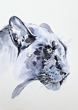 黑,猫,宾达
