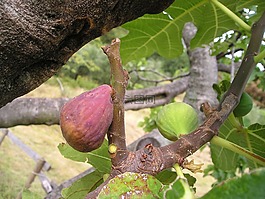 無(wú)花果,榕,歐元王朝