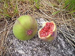榕,無(wú)花果,歐元王朝
