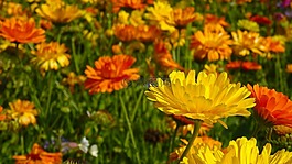 萬壽菊,鮮花,blütenmeer