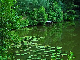 池塘,湖,睡莲
