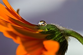 滴,開(kāi)花,廠