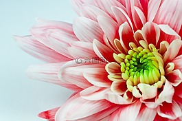 宏,花,性質(zhì)