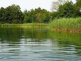 湖,蘆葦,水