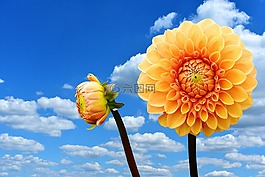 嬌琴紗,大麗花,秋季