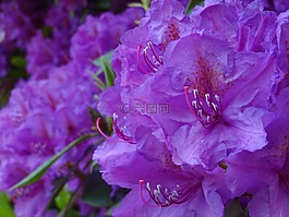杜鹃,石南科,开花