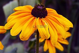 雛菊,花,花園