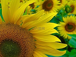 太陽花,開花,夏季