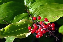 漿果,紅色,葉子