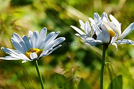 雛菊,花,白