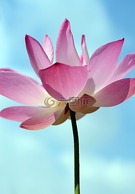 植物區(qū)系,花,自然