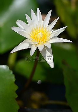 植物區(qū)系,自然,花